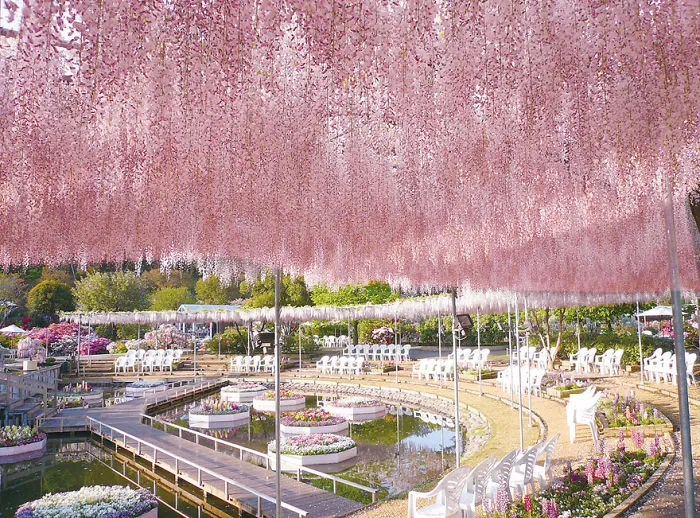10+ Razones por las que deberías dejarlo todo y visitar el festival de las glicinias en Japón
