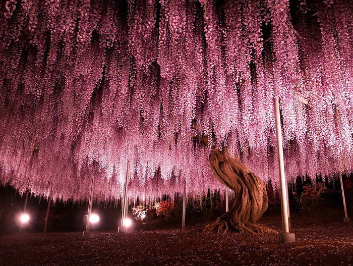 10+ Razones por las que deberías dejarlo todo y visitar el festival de las glicinias en Japón