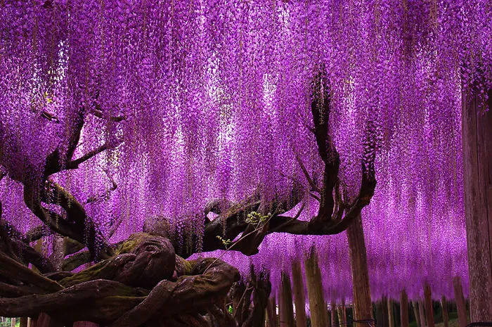 10+ Razones por las que deberías dejarlo todo y visitar el festival de las glicinias en Japón
