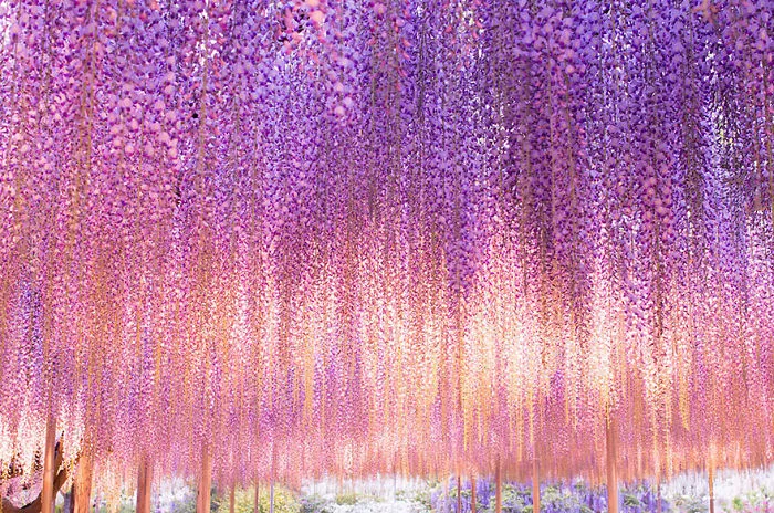 10+ Razones por las que deberías dejarlo todo y visitar el festival de las glicinias en Japón