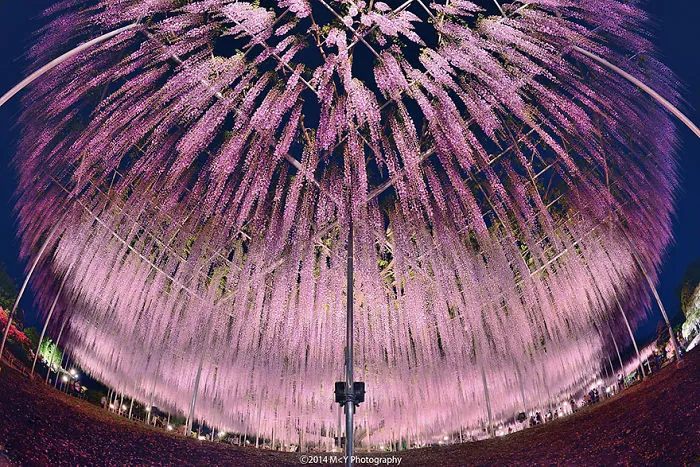 10+ Razones por las que deberías dejarlo todo y visitar el festival de las glicinias en Japón