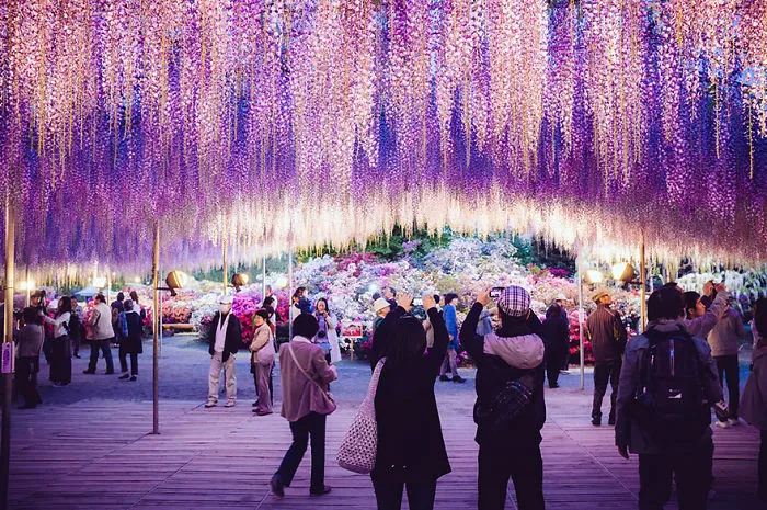 10+ Razones por las que deberías dejarlo todo y visitar el festival de las glicinias en Japón
