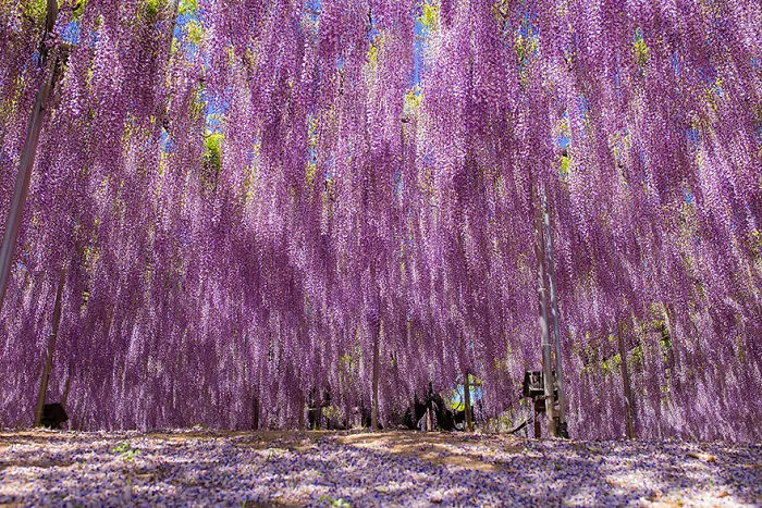 10+ Razones por las que deberías dejarlo todo y visitar el festival de las glicinias en Japón