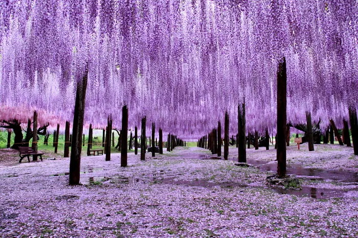 10+ Razones por las que deberías dejarlo todo y visitar el festival de las glicinias en Japón