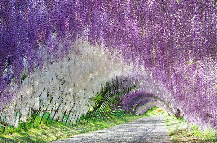 10+ Razones por las que deberías dejarlo todo y visitar el festival de las glicinias en Japón