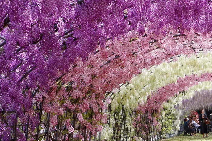 10+ Razones por las que deberías dejarlo todo y visitar el festival de las glicinias en Japón