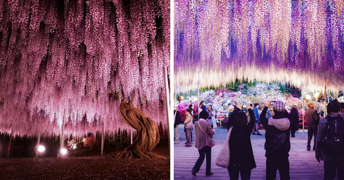 10+ Razones por las que deberías dejarlo todo y visitar el festival de las glicinias en Japón
