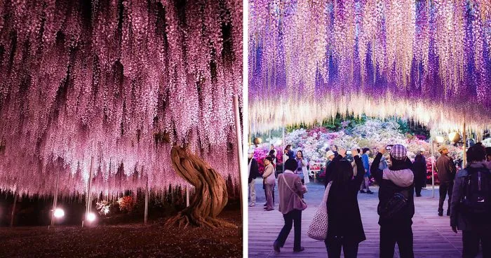 110 Reasons You Should Drop Everything And Go To Japan's Wisteria Festival ASAP