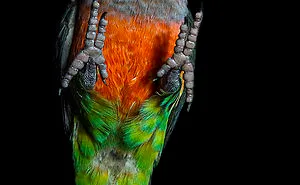 The Underdogs Project  - Bird Is The Word!