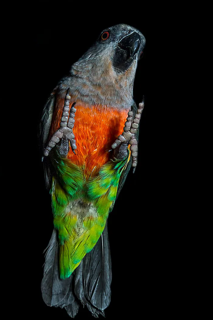The Underdogs Project  - Bird Is The Word!