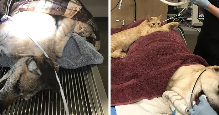 Cat Becomes Nurse At Vet's Clinic, Calms Scared Dogs