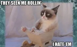 Top 5 Funniest Grumpy Cat Memes
