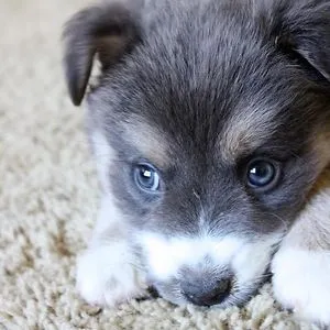 Dog Lover