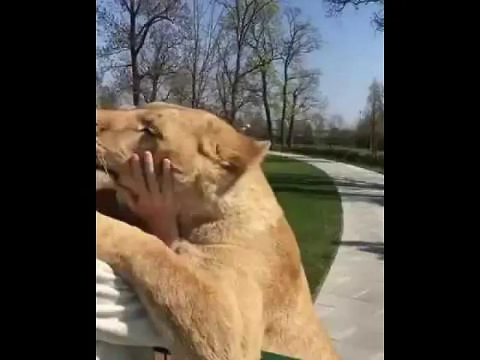The Affection That These Lions Spend Will Make You Fall In Love.
