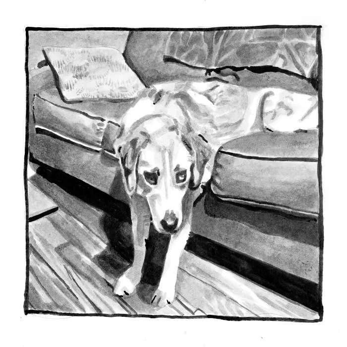 Stuck Chihuahua And Other Miracles Of Black’n White Illustrations