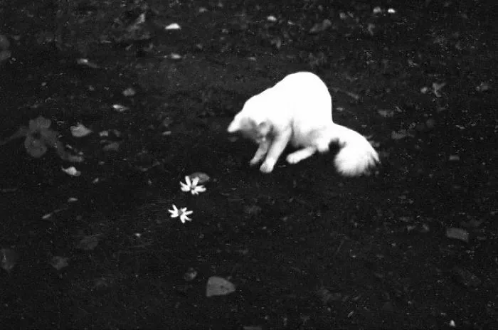 I Photograph The Secret World Of Stray Cats Of Kazakhstan