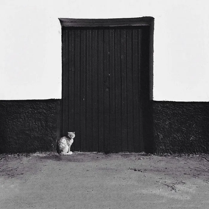 Fotografío el mundo secreto de los gatos callejeros en Kazajstán
