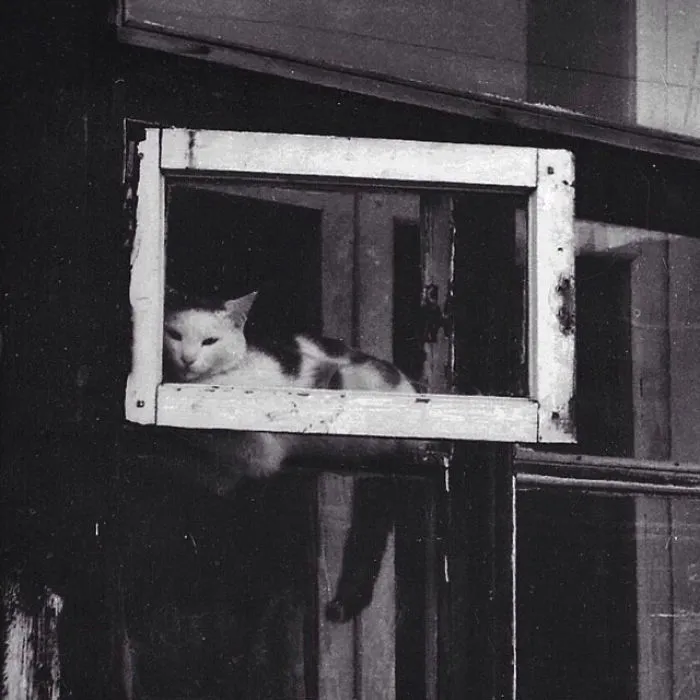 Fotografío el mundo secreto de los gatos callejeros en Kazajstán