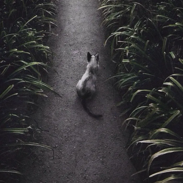 I Photograph The Secret World Of Stray Cats Of Kazakhstan