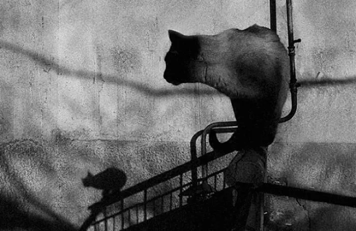 Fotografío el mundo secreto de los gatos callejeros en Kazajstán