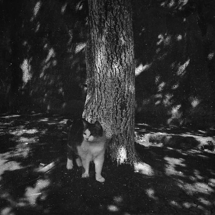 Fotografío el mundo secreto de los gatos callejeros en Kazajstán