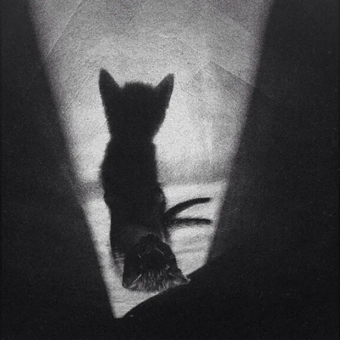 Fotografío el mundo secreto de los gatos callejeros en Kazajstán