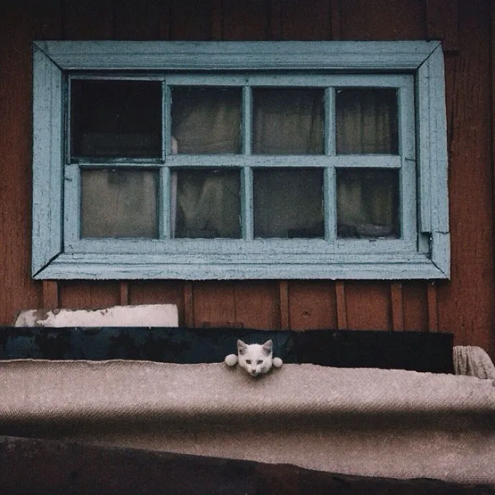 I Photograph The Secret World Of Stray Cats Of Kazakhstan
