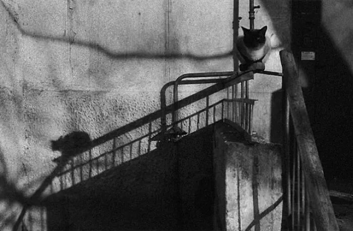 Fotografío el mundo secreto de los gatos callejeros en Kazajstán