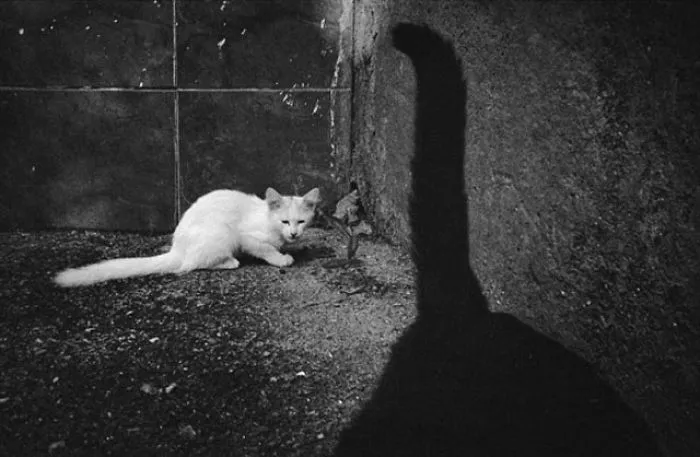 Fotografío el mundo secreto de los gatos callejeros en Kazajstán