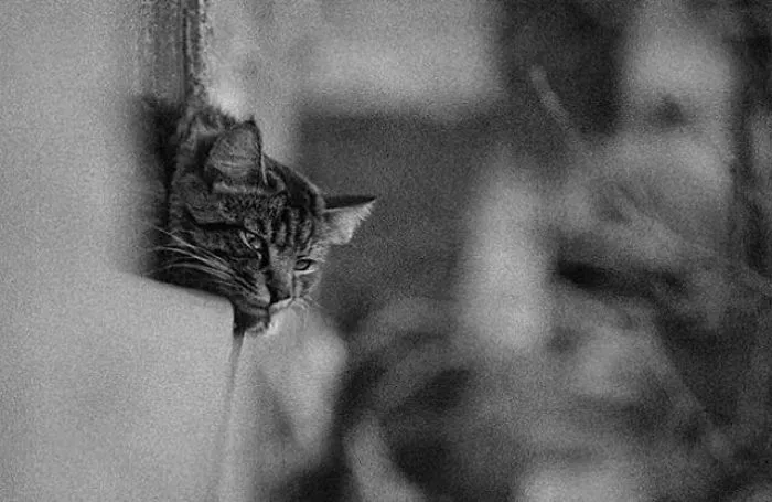Fotografío el mundo secreto de los gatos callejeros en Kazajstán