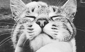 I Photograph The Secret World Of Stray Cats Of Kazakhstan