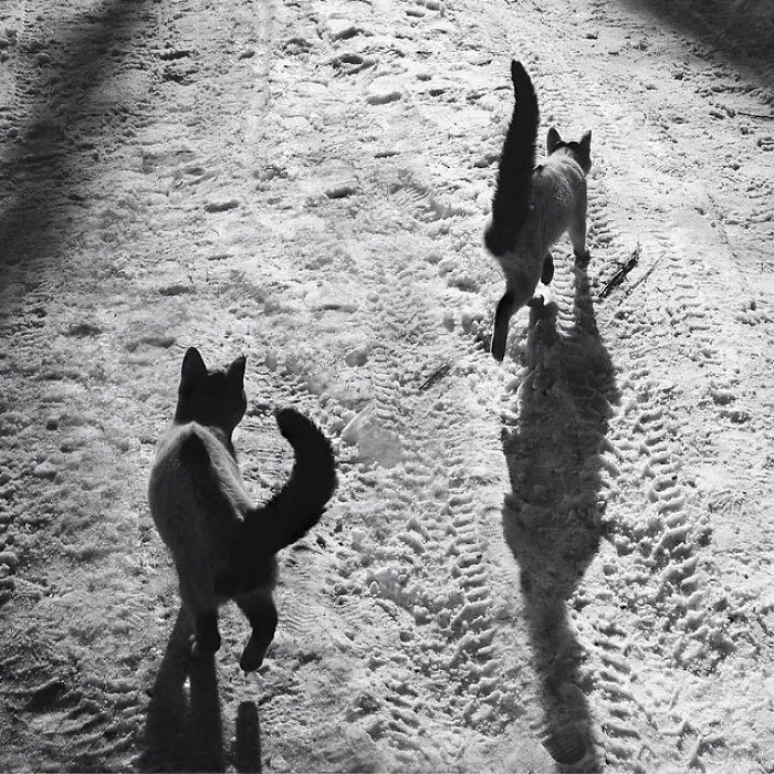 Fotografío el mundo secreto de los gatos callejeros en Kazajstán