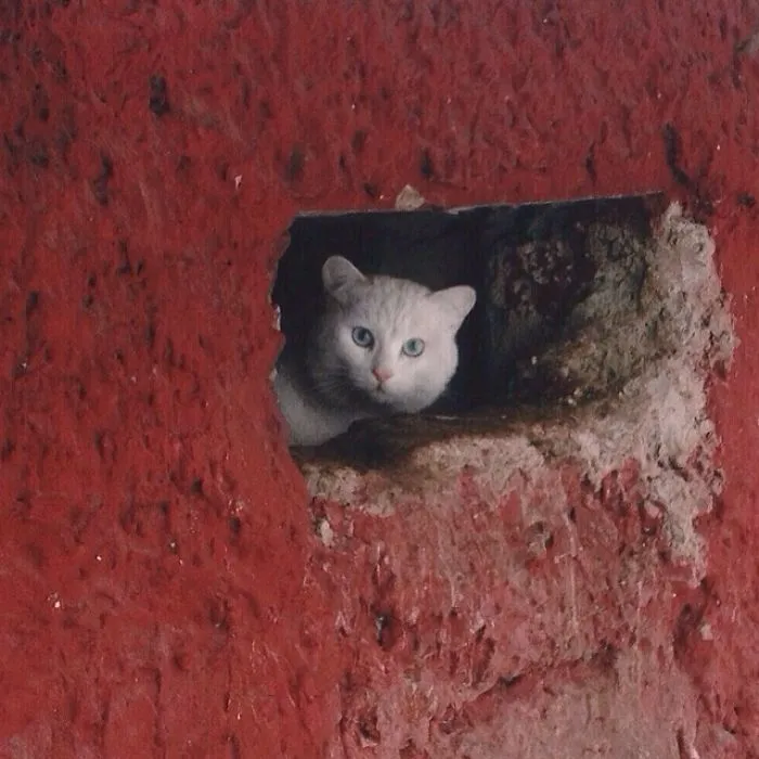 I Photograph The Secret World Of Stray Cats Of Kazakhstan