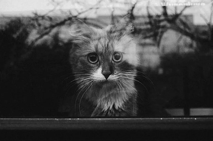 I Photograph The Secret World Of Stray Cats Of Kazakhstan