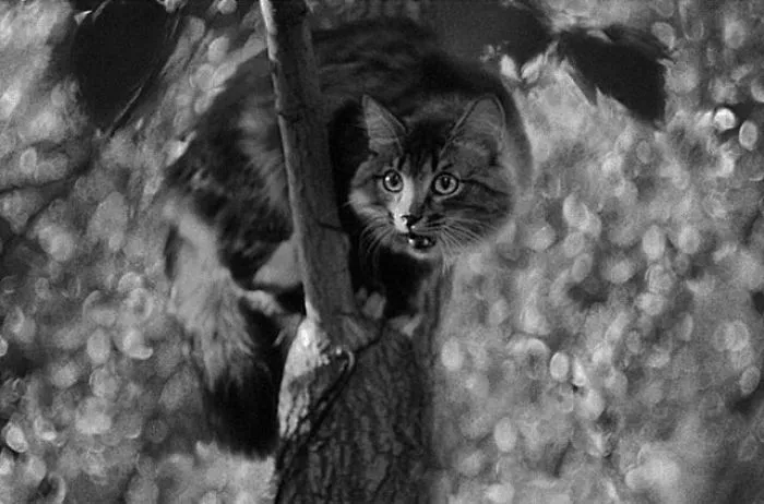 Fotografío el mundo secreto de los gatos callejeros en Kazajstán