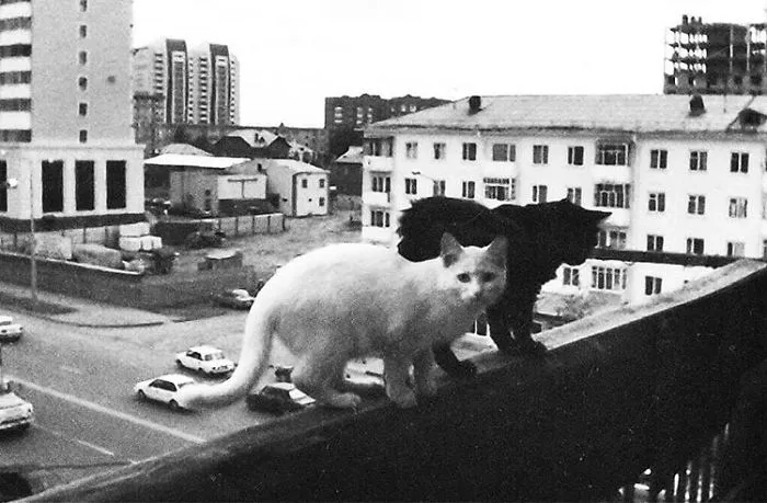 Fotografío el mundo secreto de los gatos callejeros en Kazajstán