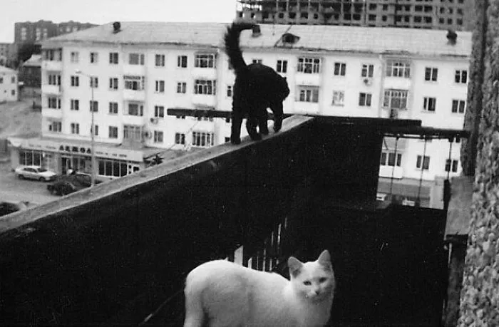 Fotografío el mundo secreto de los gatos callejeros en Kazajstán