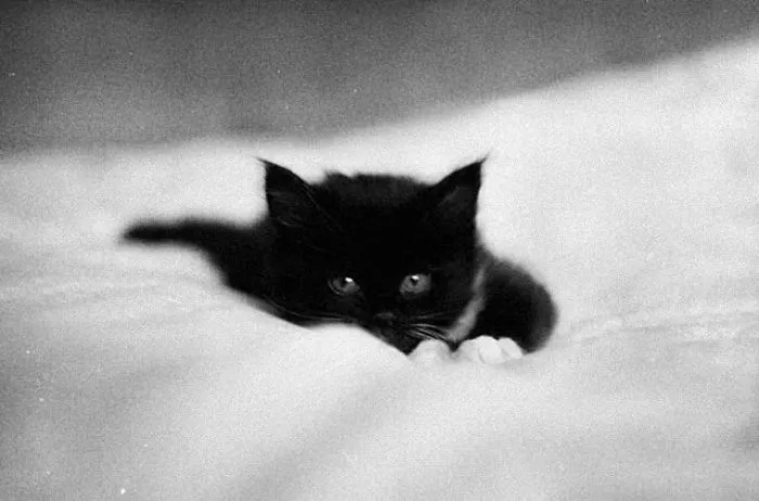 Fotografío el mundo secreto de los gatos callejeros en Kazajstán