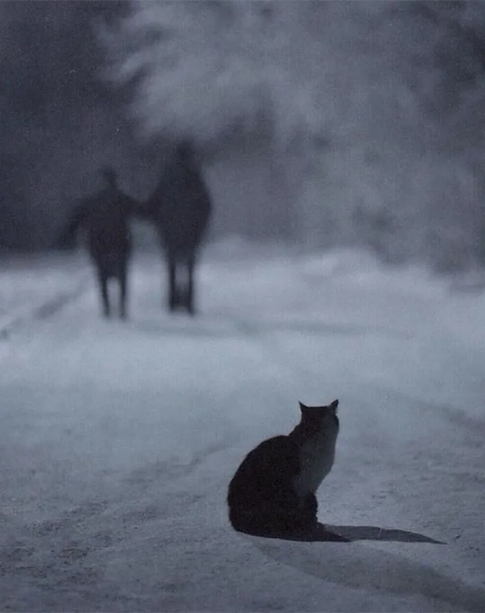 I Photograph The Secret World Of Stray Cats Of Kazakhstan