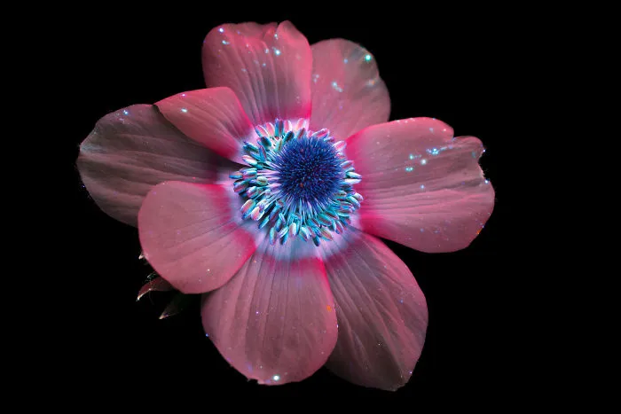 I Photographed The Invisible Light That Plants Emit