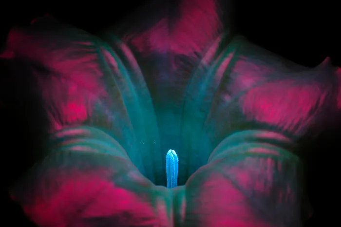 I Photographed The Invisible Light That Plants Emit