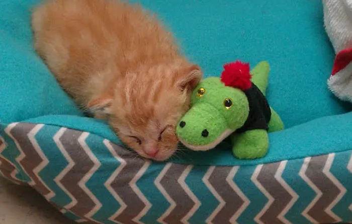 Snuggle Buddies