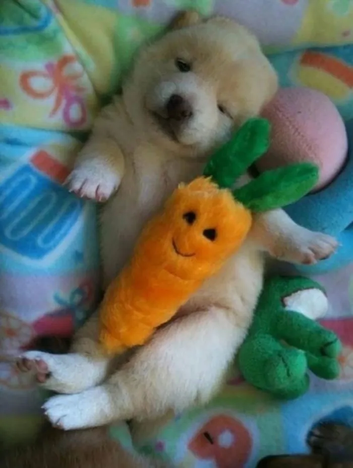 Pupper Who Has A Fluffy Snuggle Partner