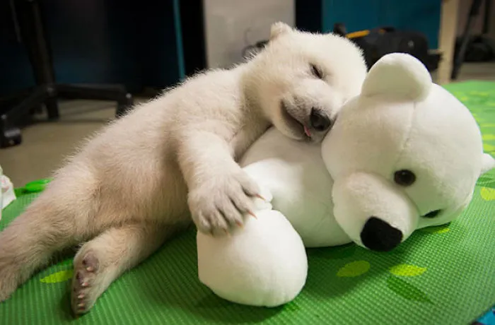 Osezno polar con su mejor amigo