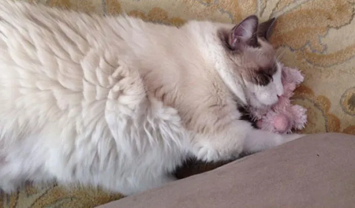 Big Cats Need Snuggles Too