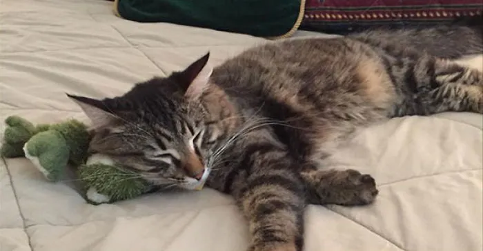 Nap Time