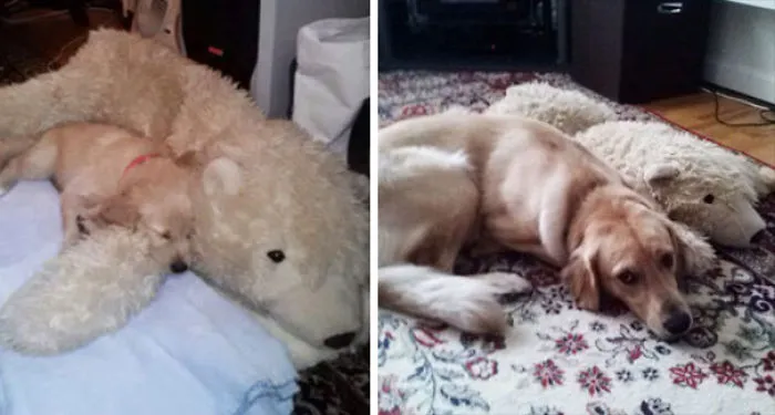 Un año después aún se acurruca junto a su oso