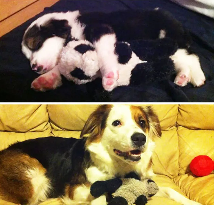  My Dog Then And Now