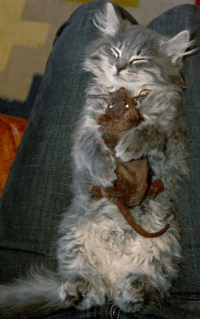 Su peluche favorito