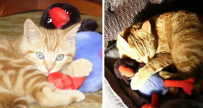 Gizmo And Pookie – Bff's